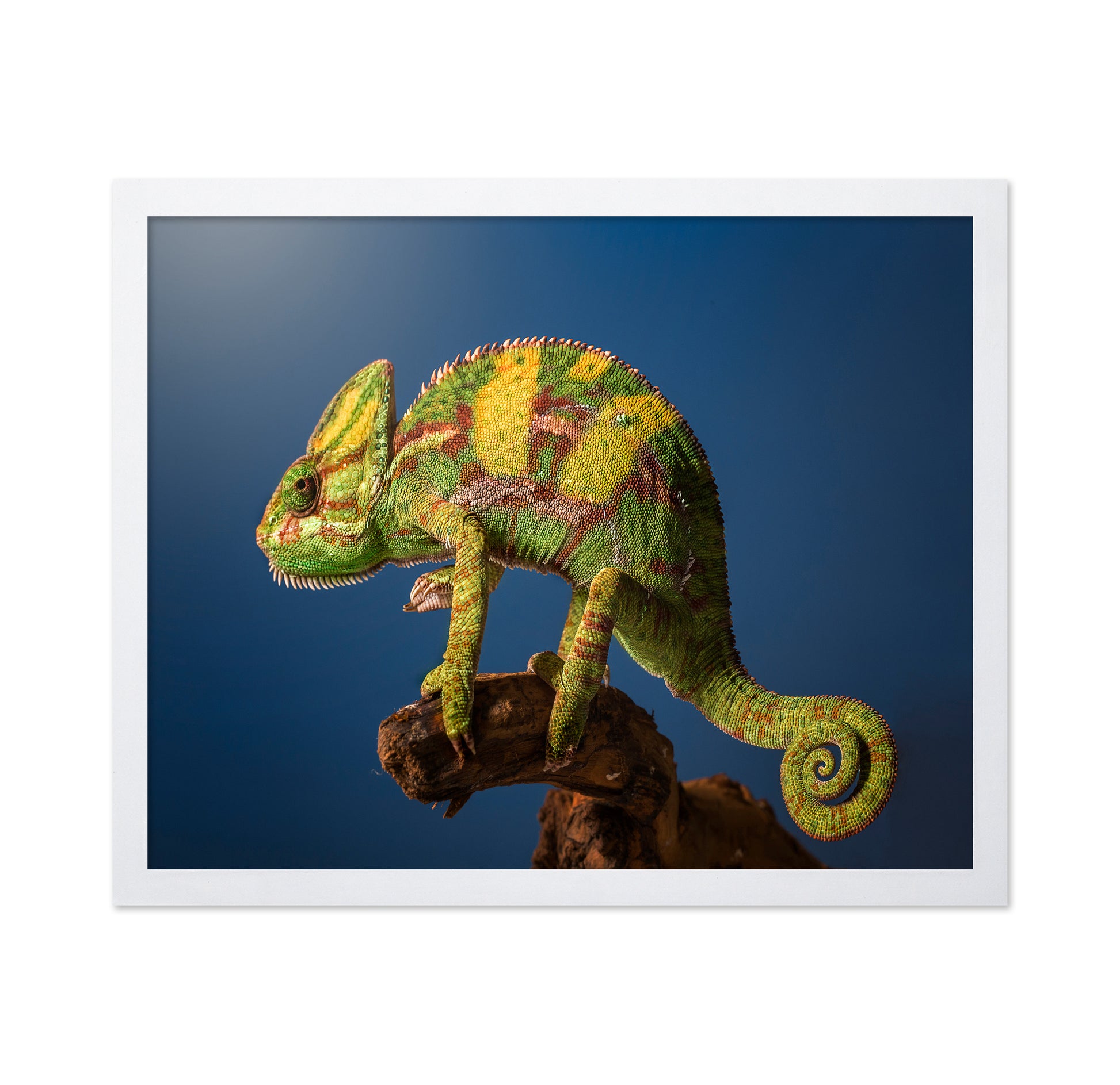 Curro