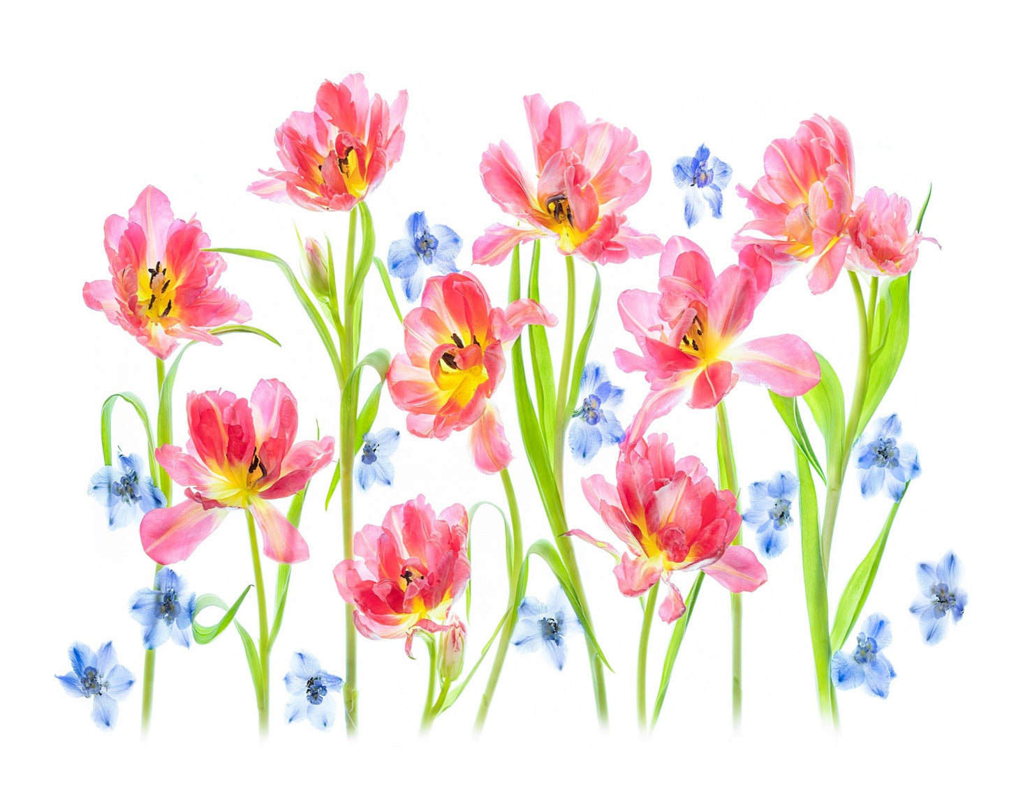 Spring Delight