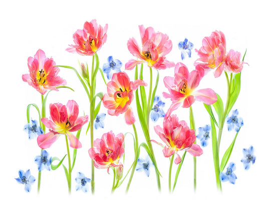 Spring Delight