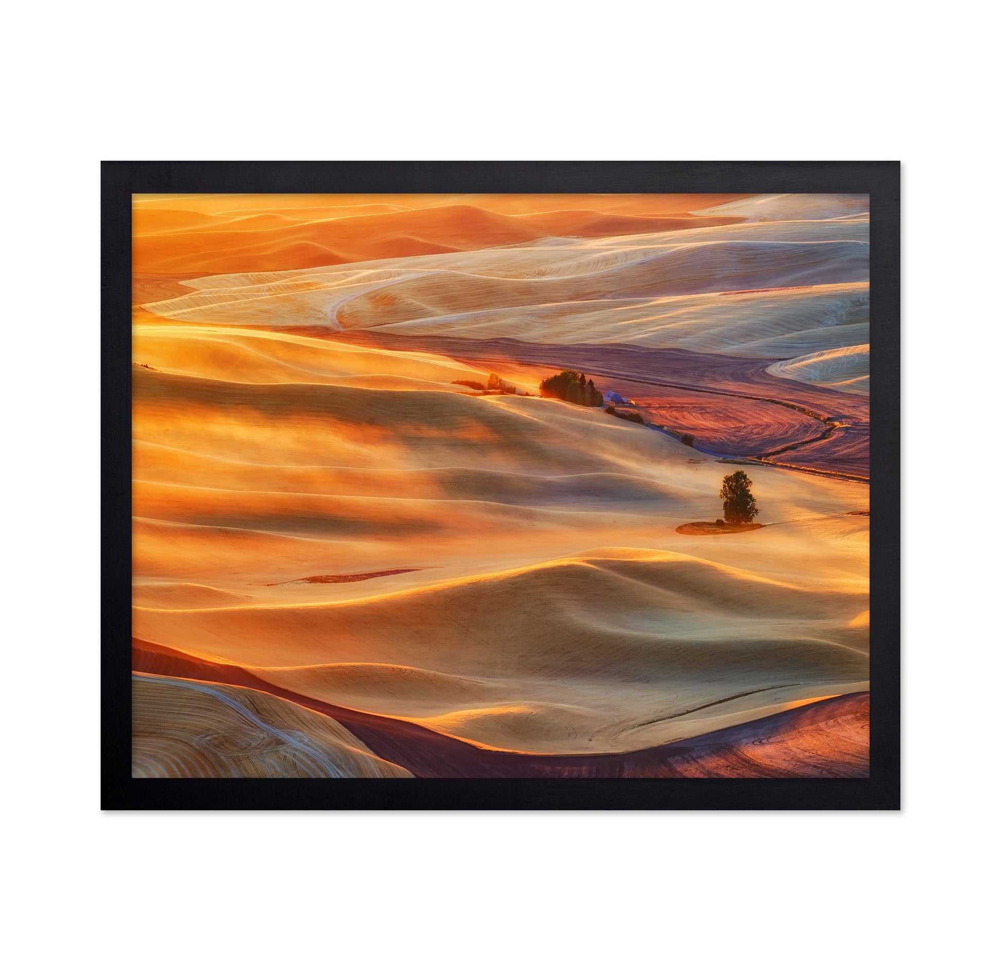 Golden Palouse