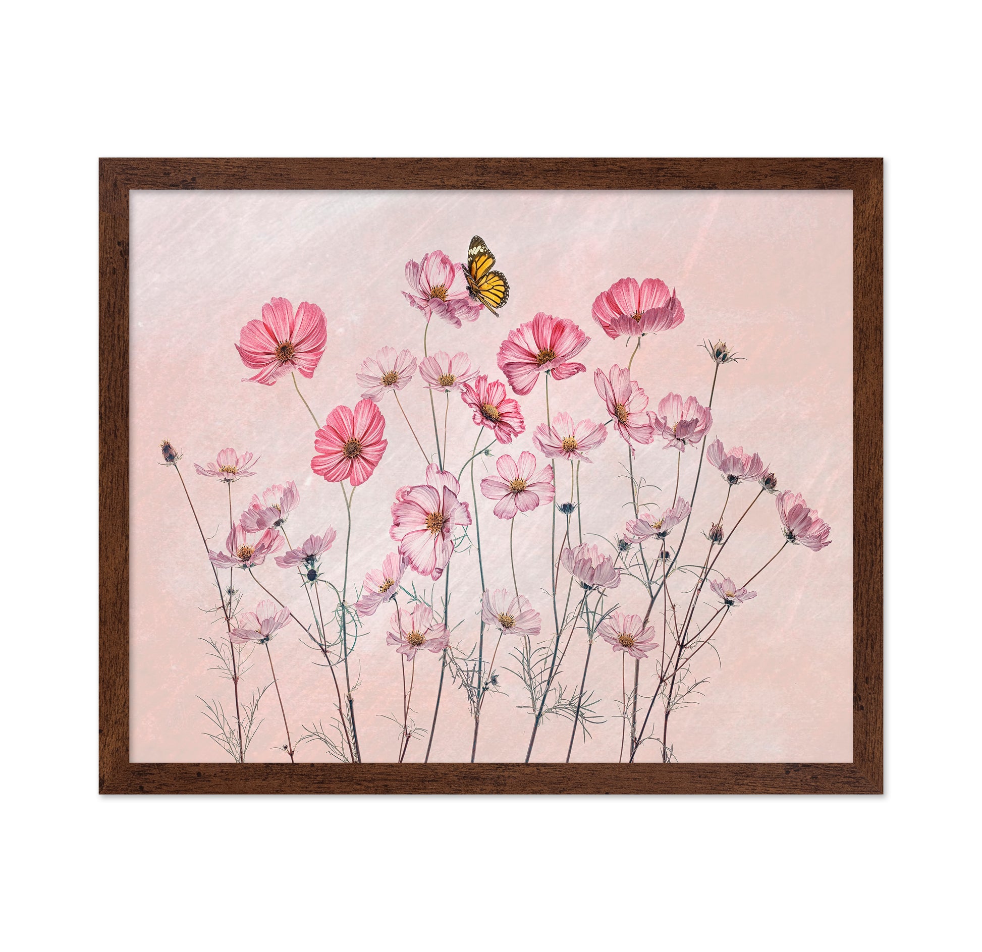 Cosmos and Butterfly