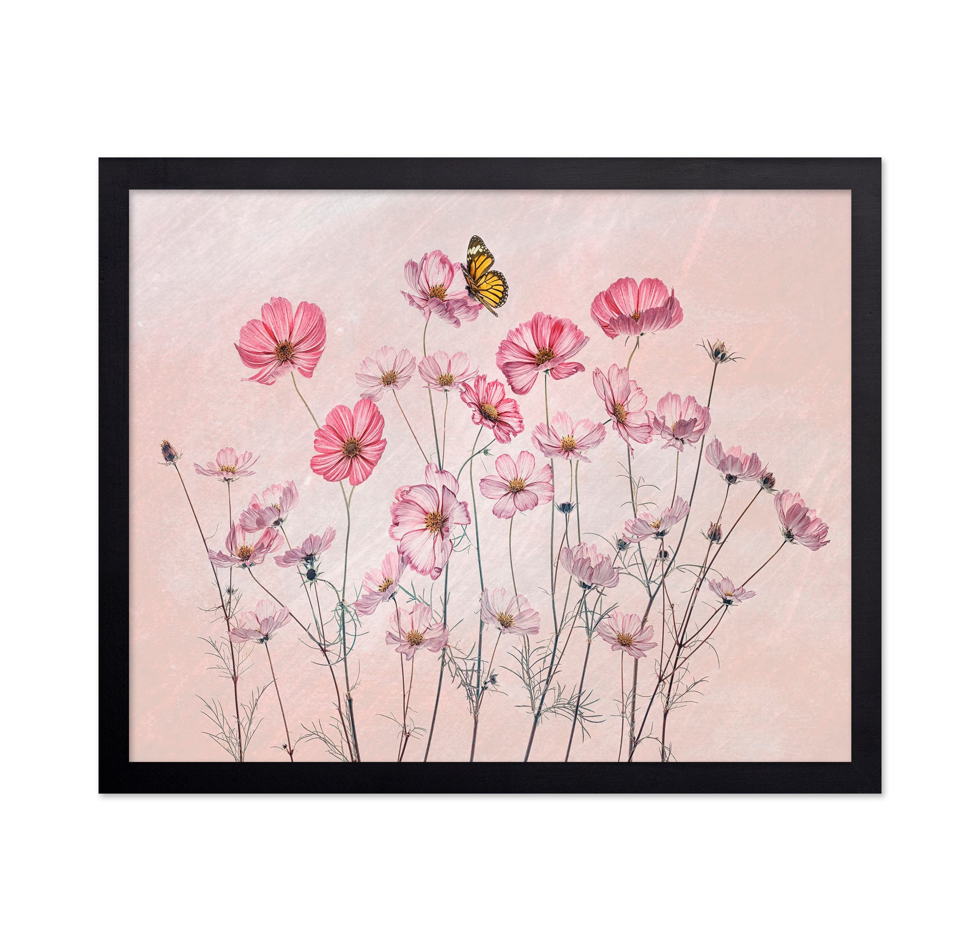 Cosmos and Butterfly