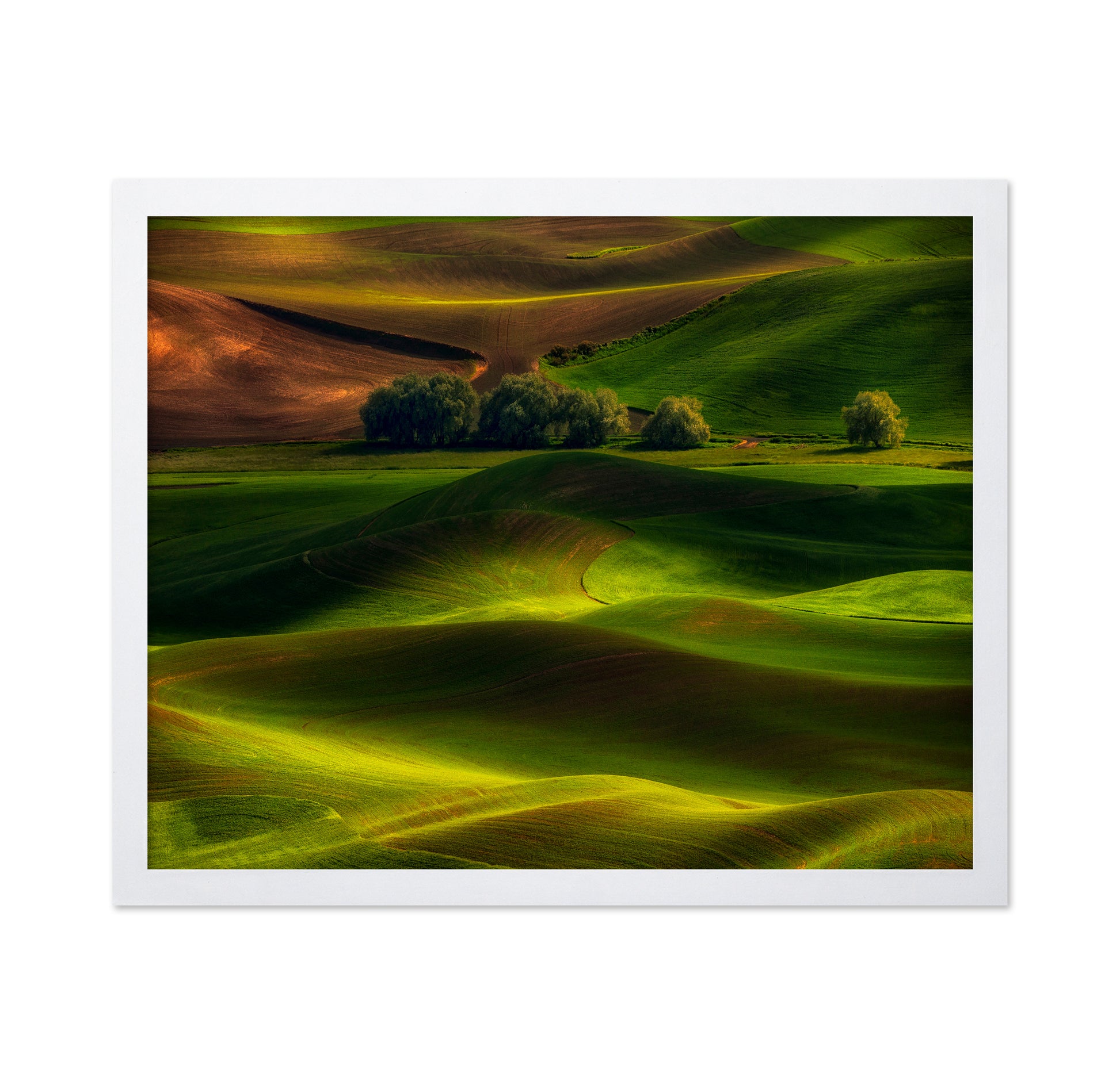Spring in the Palouse
