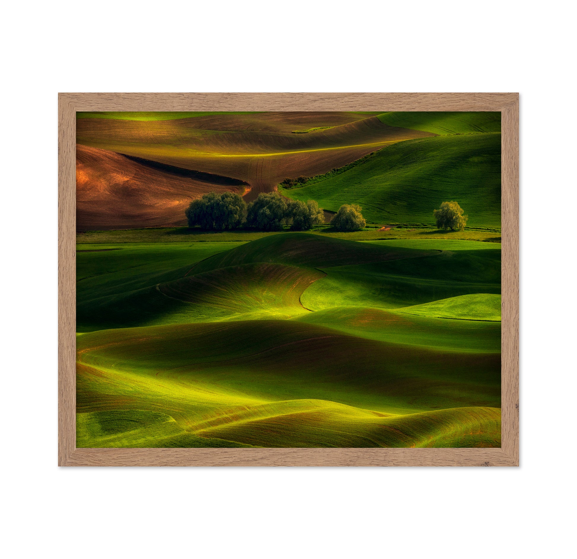 Spring in the Palouse