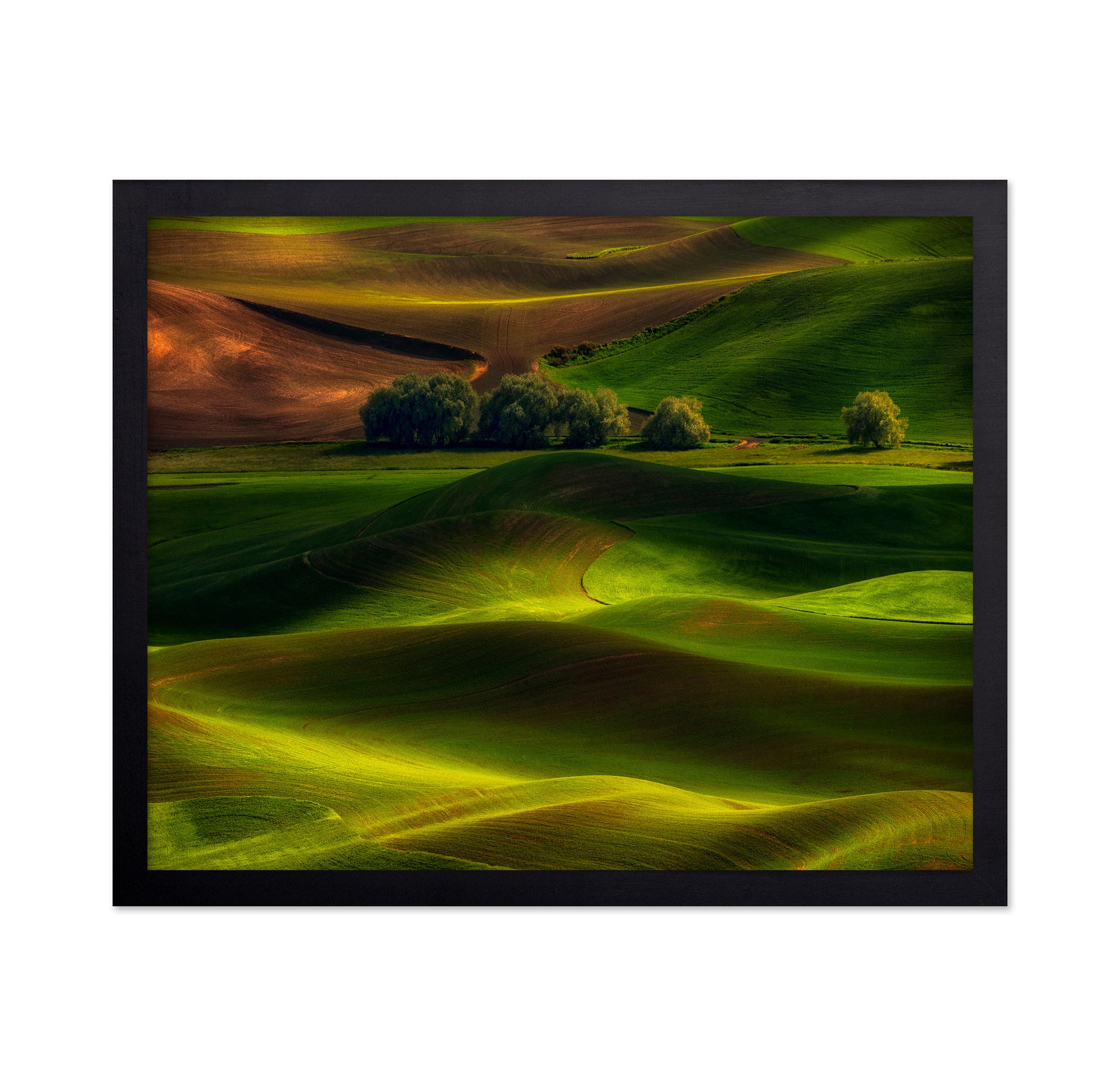 Spring in the Palouse