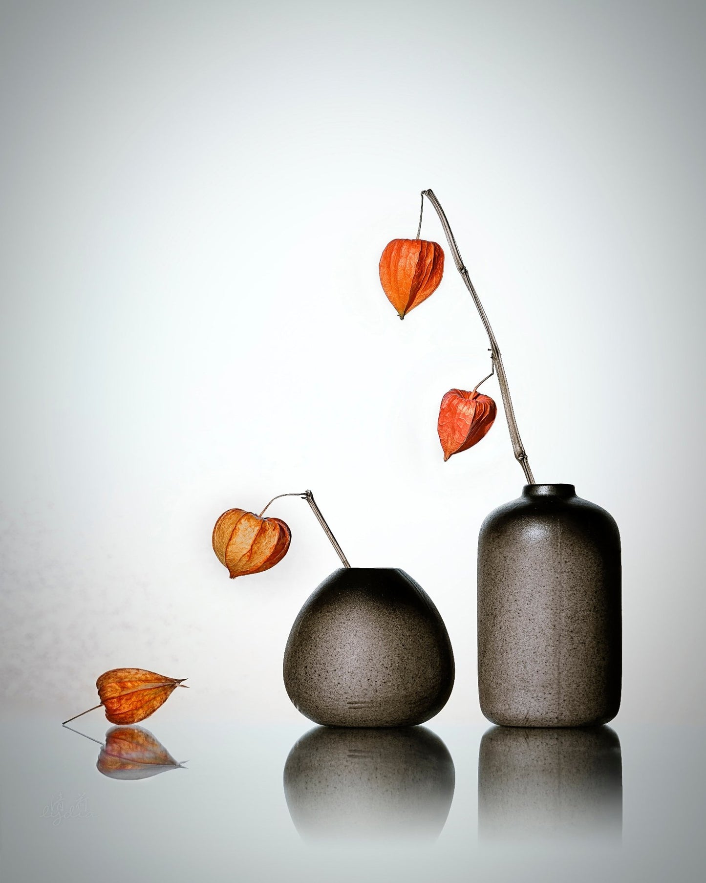 Chinese Lantern Plant