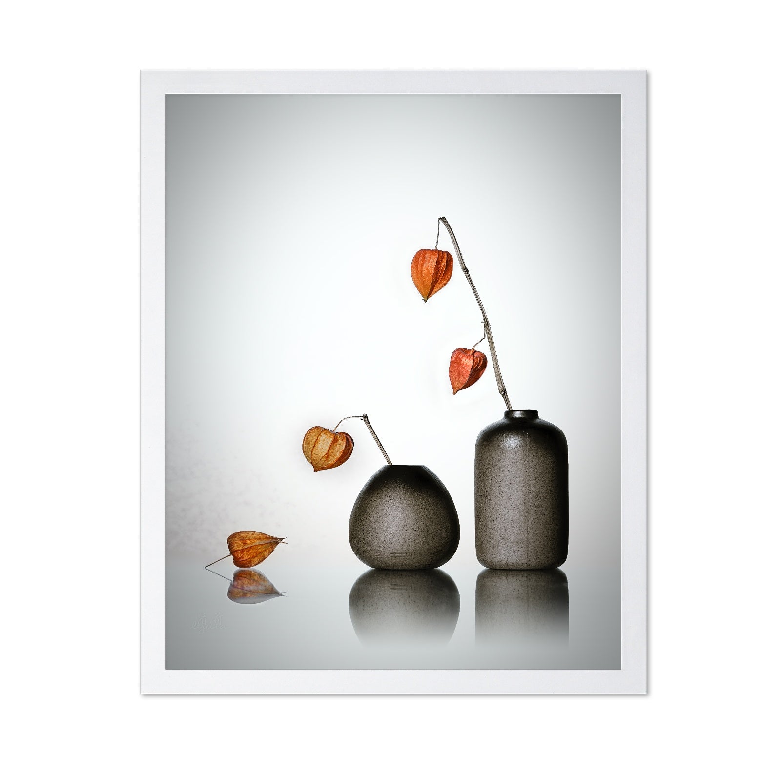 Chinese Lantern Plant