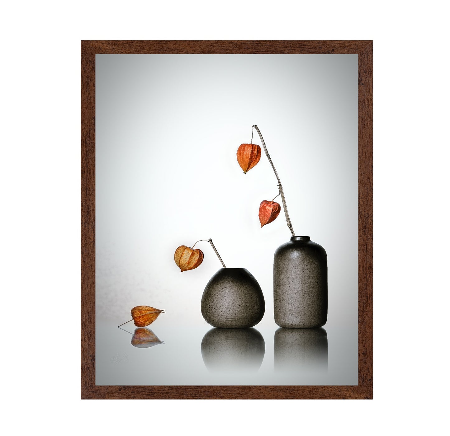 Chinese Lantern Plant