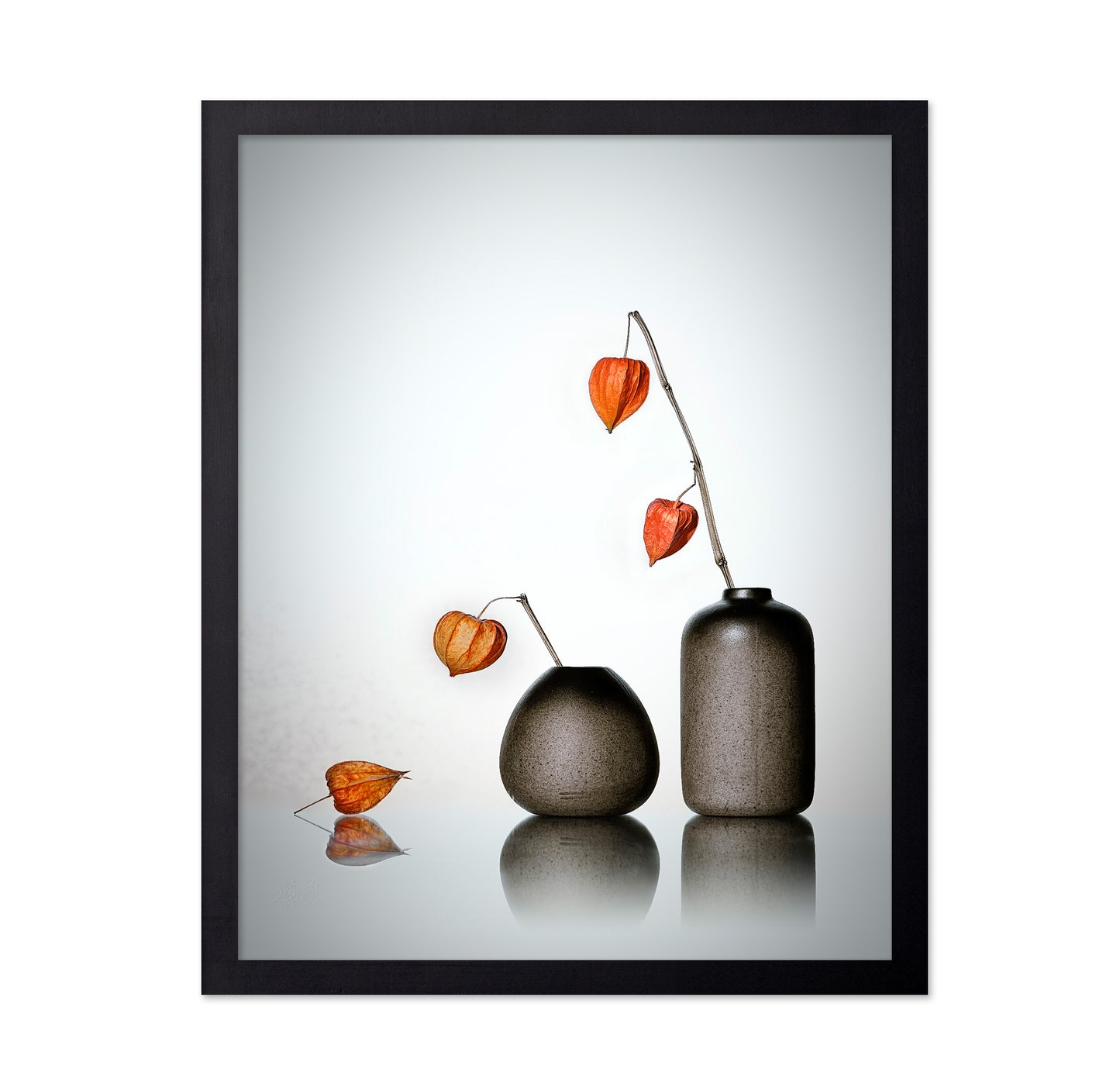 Chinese Lantern Plant