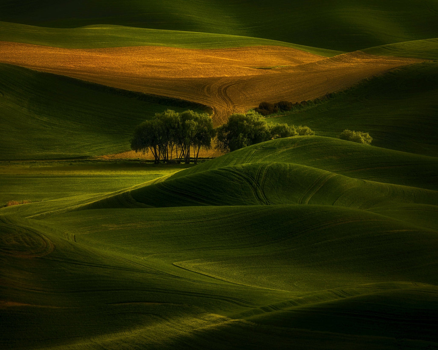 Tree In The Field