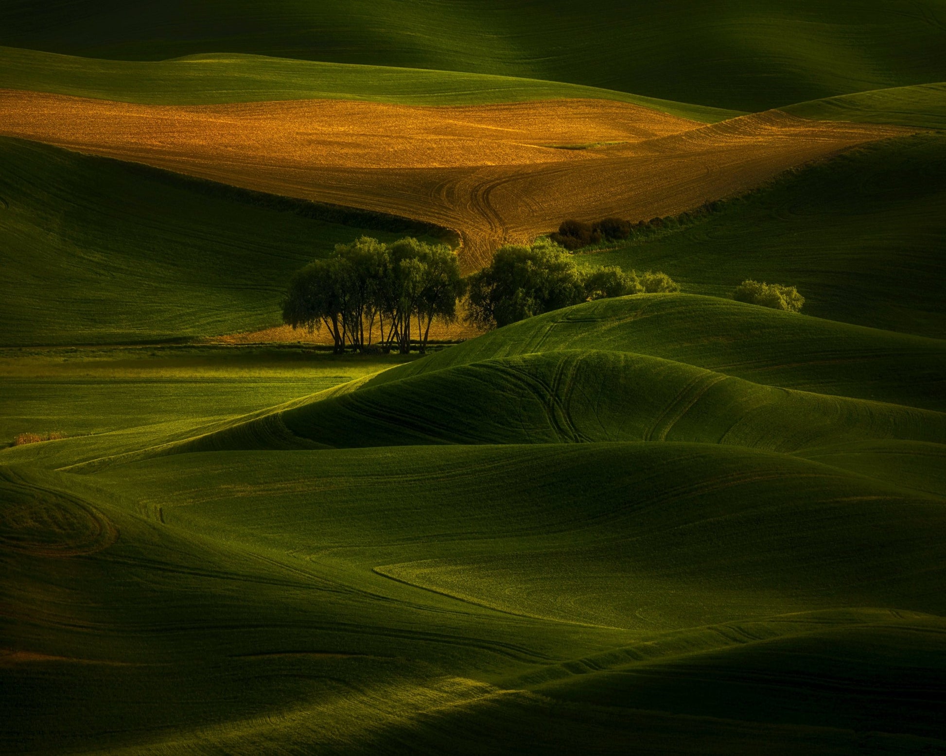 Tree In The Field
