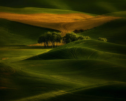 Tree In The Field