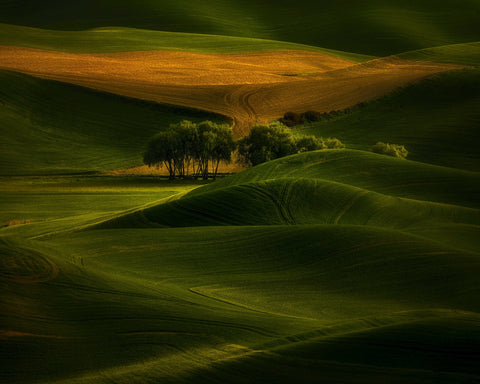 Tree In The Field