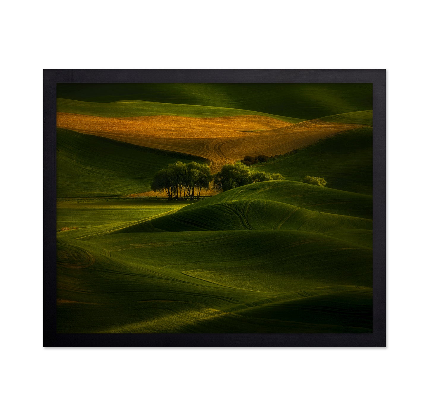 Tree In The Field