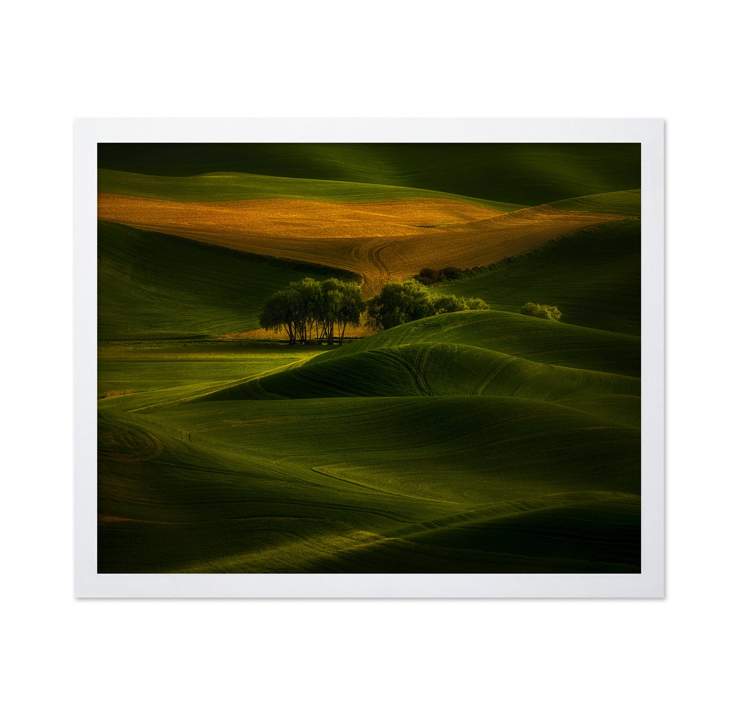 Tree In The Field