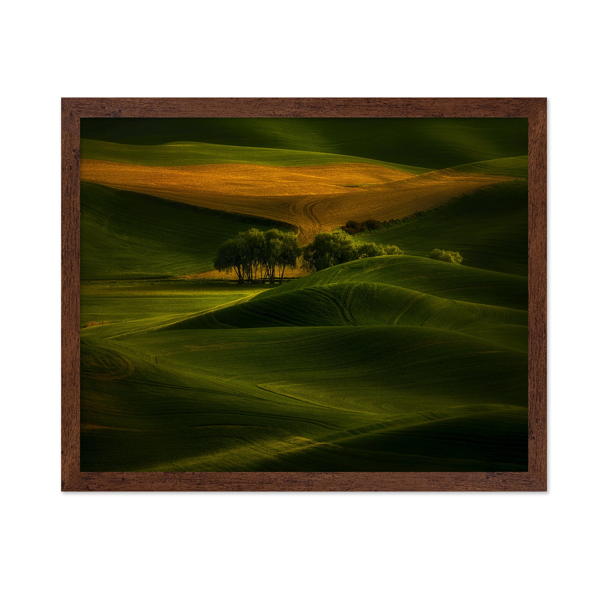 Tree In The Field