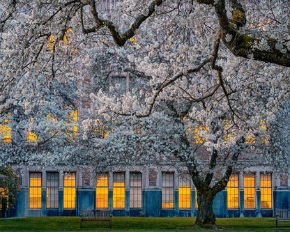 Morning At University Of Washington