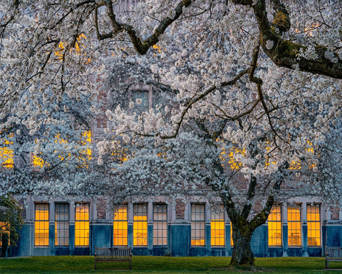 Morning At University Of Washington