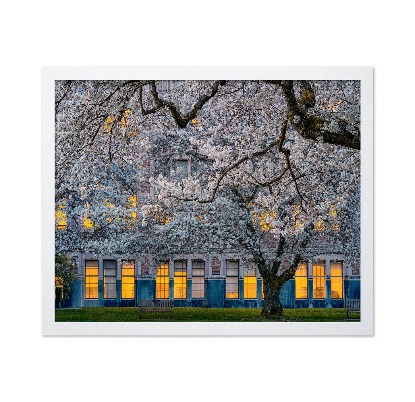 Morning At University Of Washington