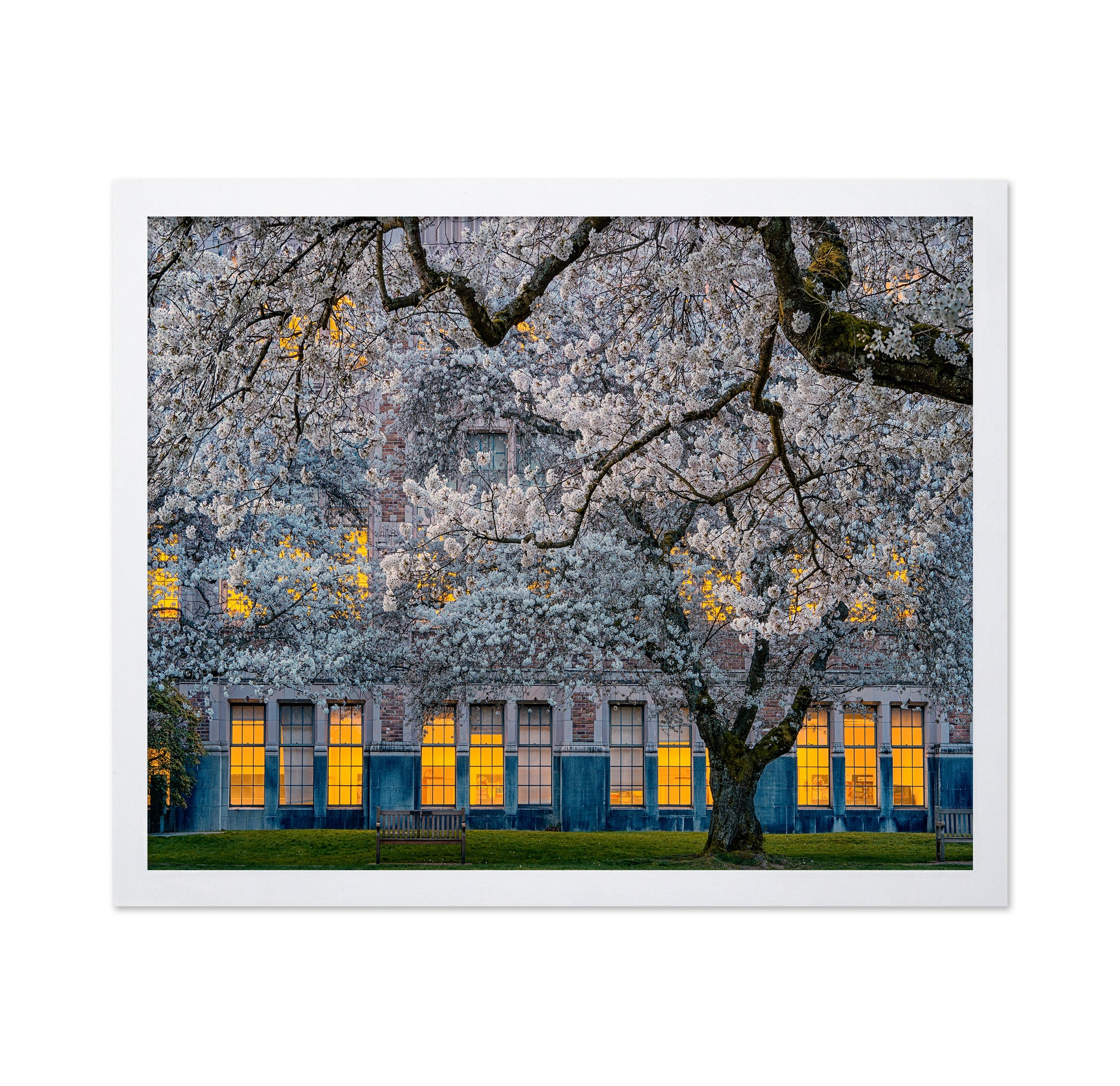 Morning At University Of Washington