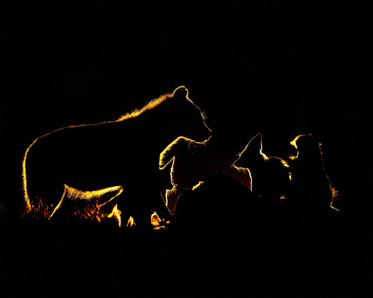 The Fight In The Night