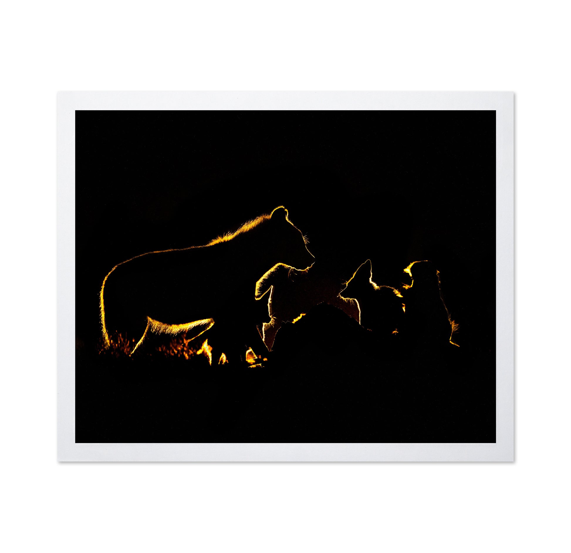 The Fight In The Night