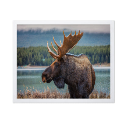 Moose