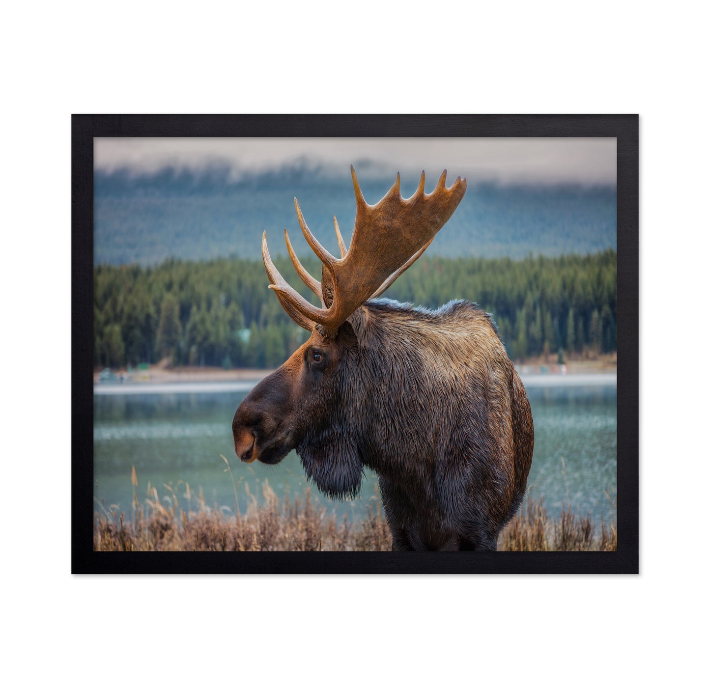 Moose