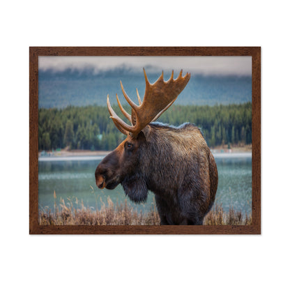 Moose