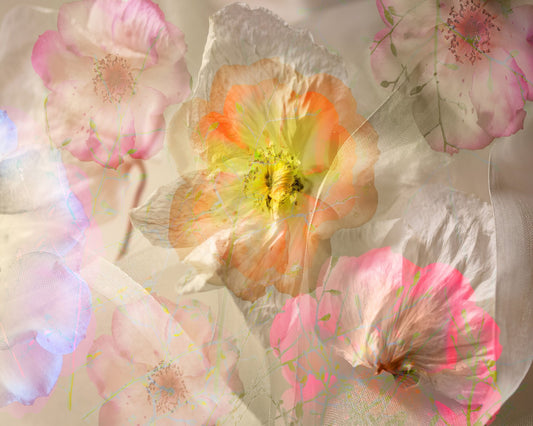 Ethereal Roses