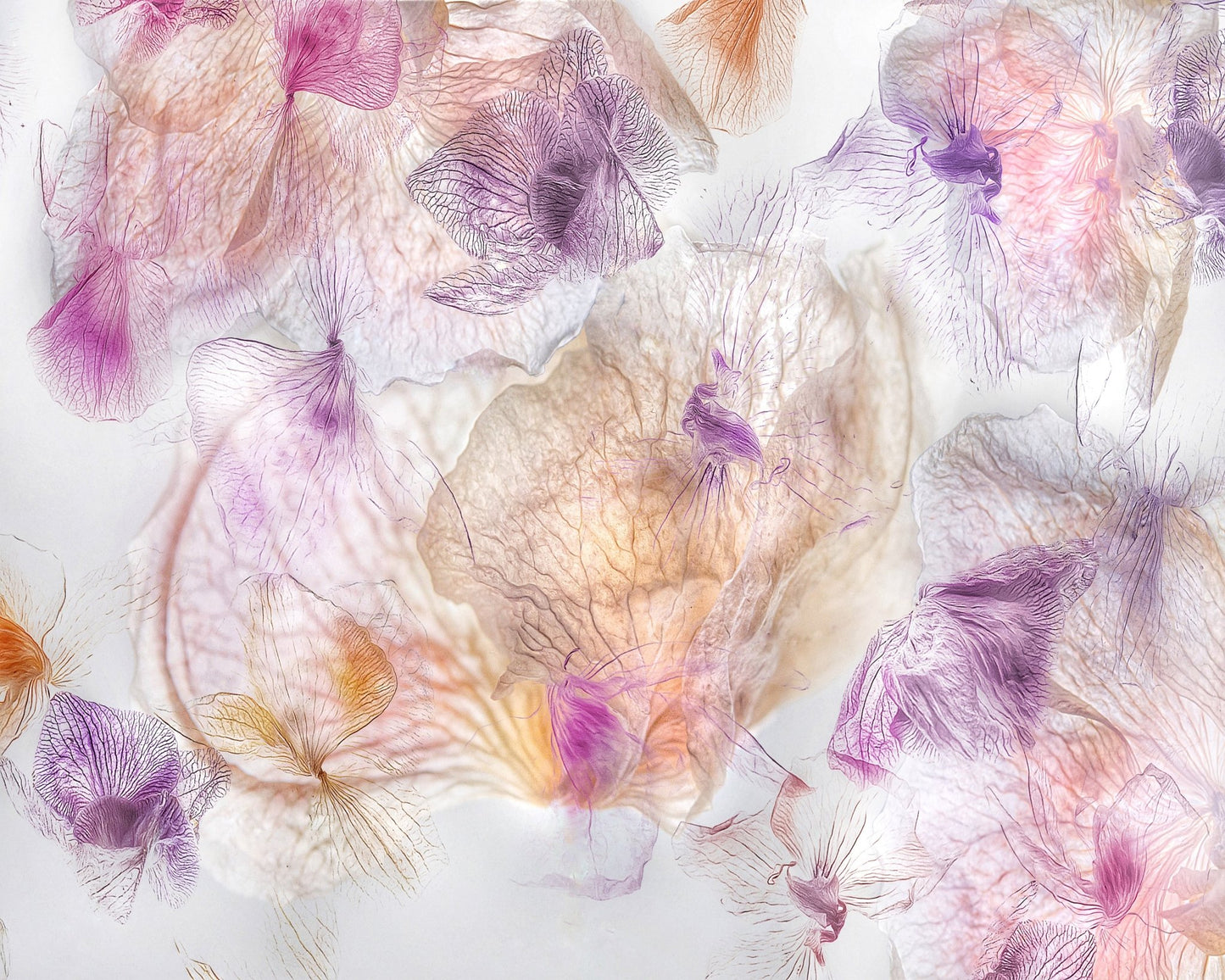 Ethereal Flowers No 1