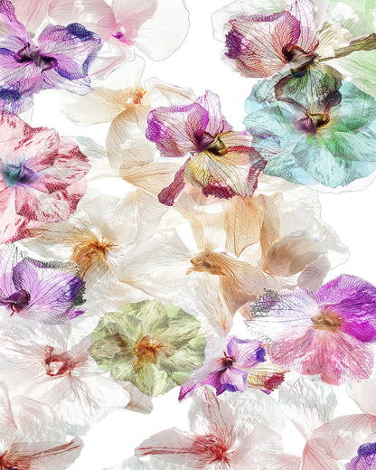 Ghost Orchids