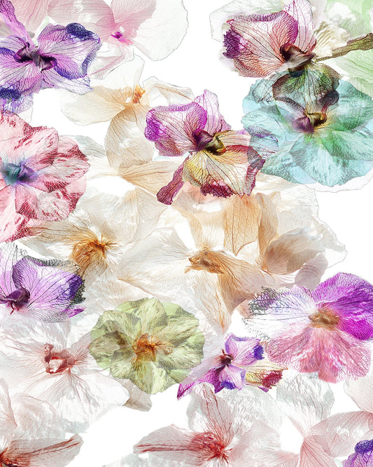 Ghost Orchids