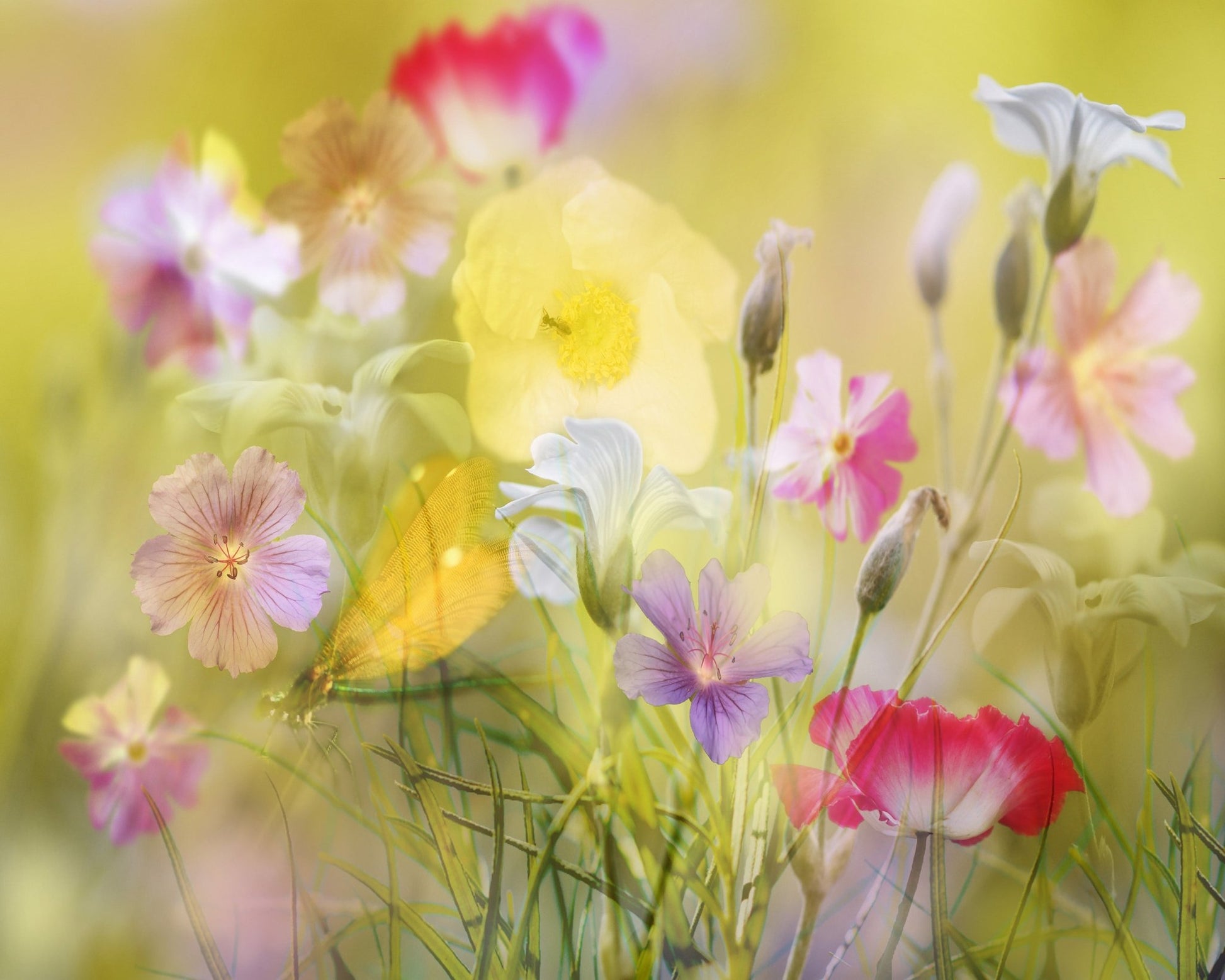Tiny Garden In A Summer Field