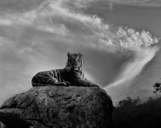 On the Watch