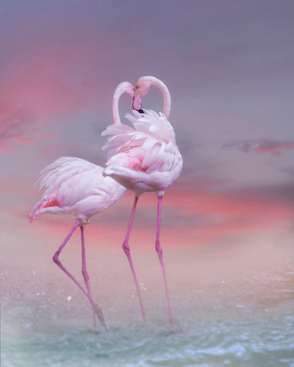 Flamingo Ballet
