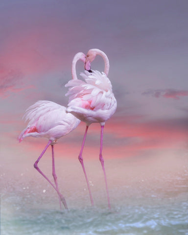 Flamingo Ballet