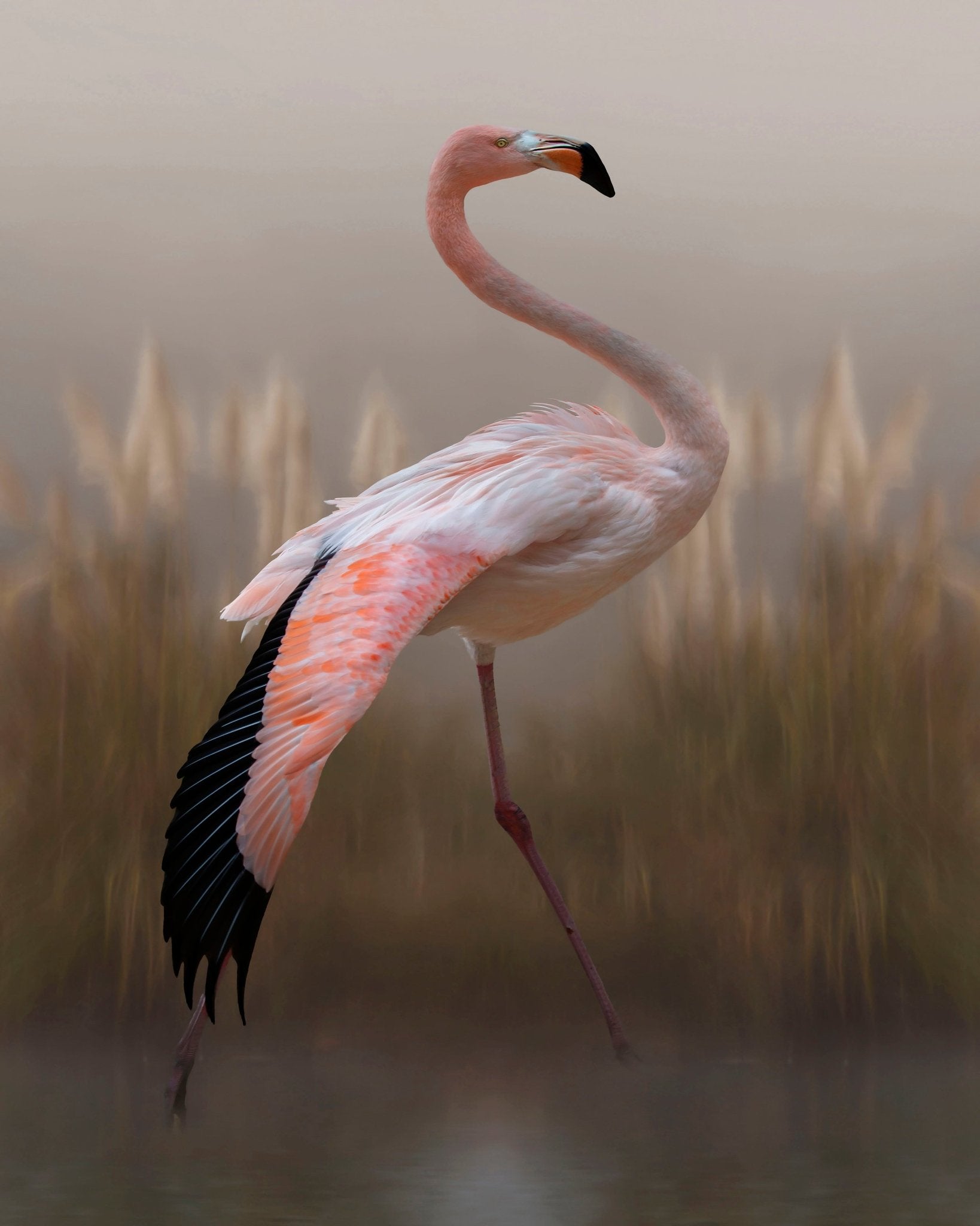 Flamingo in Soft Light