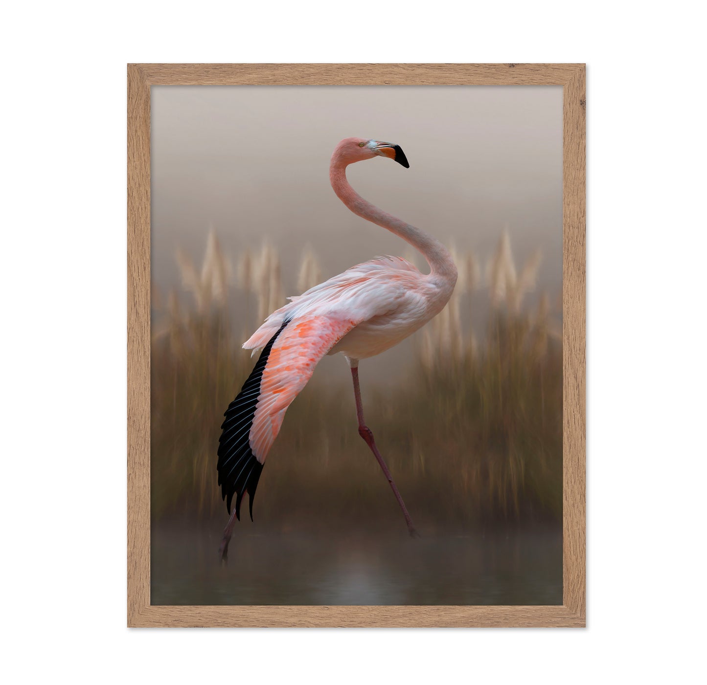 Flamingo in Soft Light