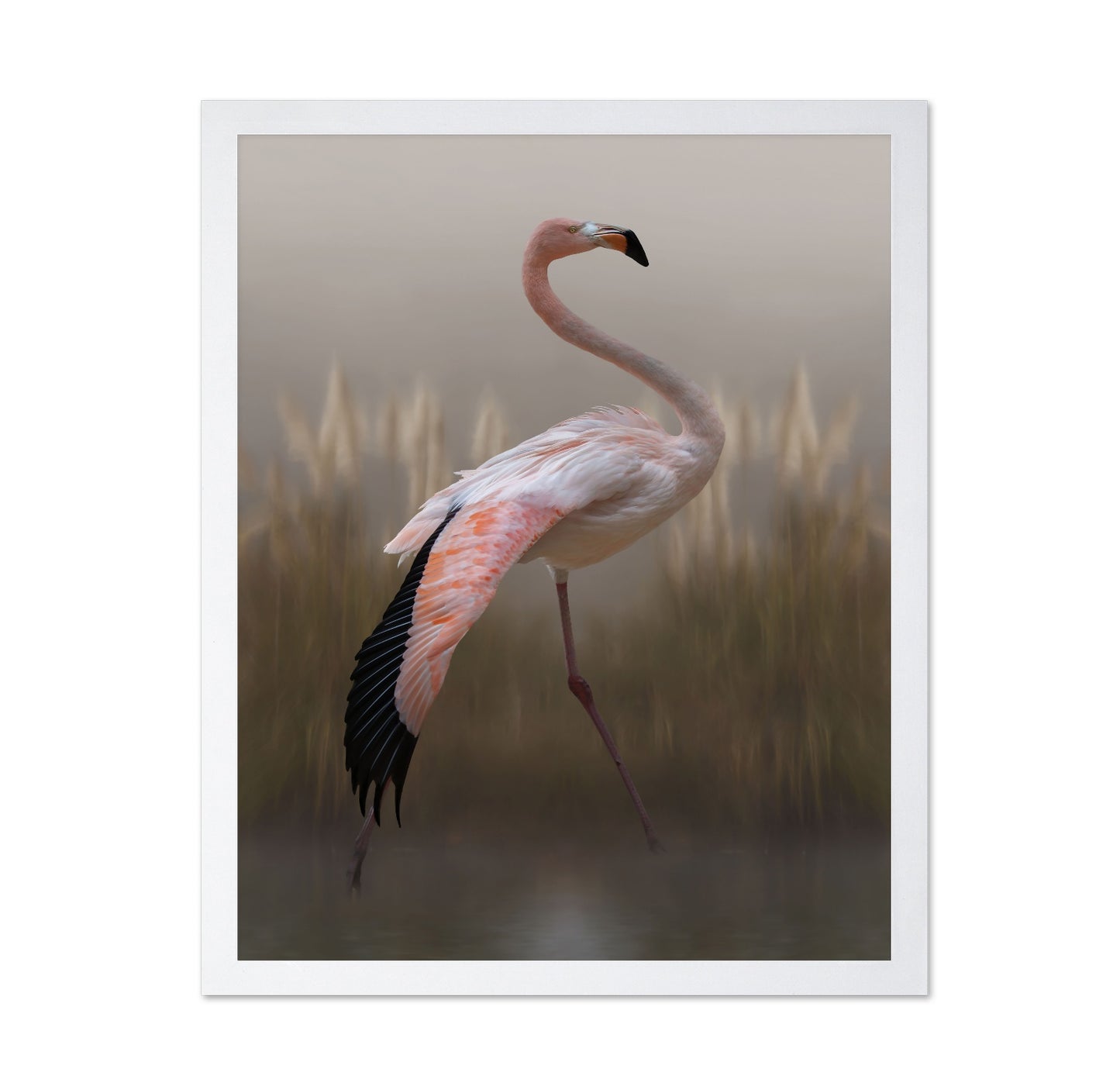 Flamingo in Soft Light