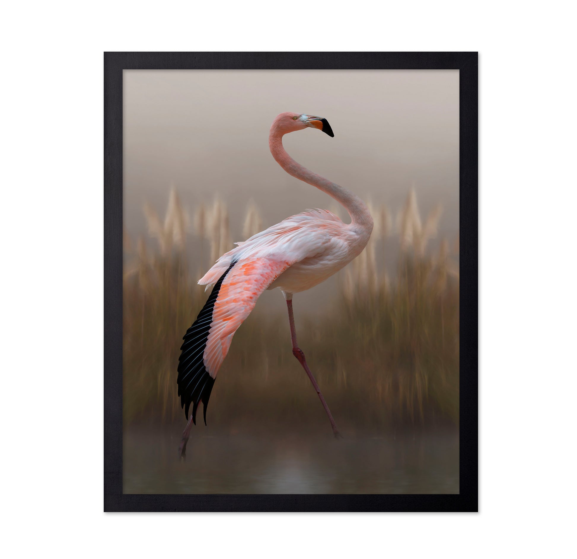 Flamingo in Soft Light