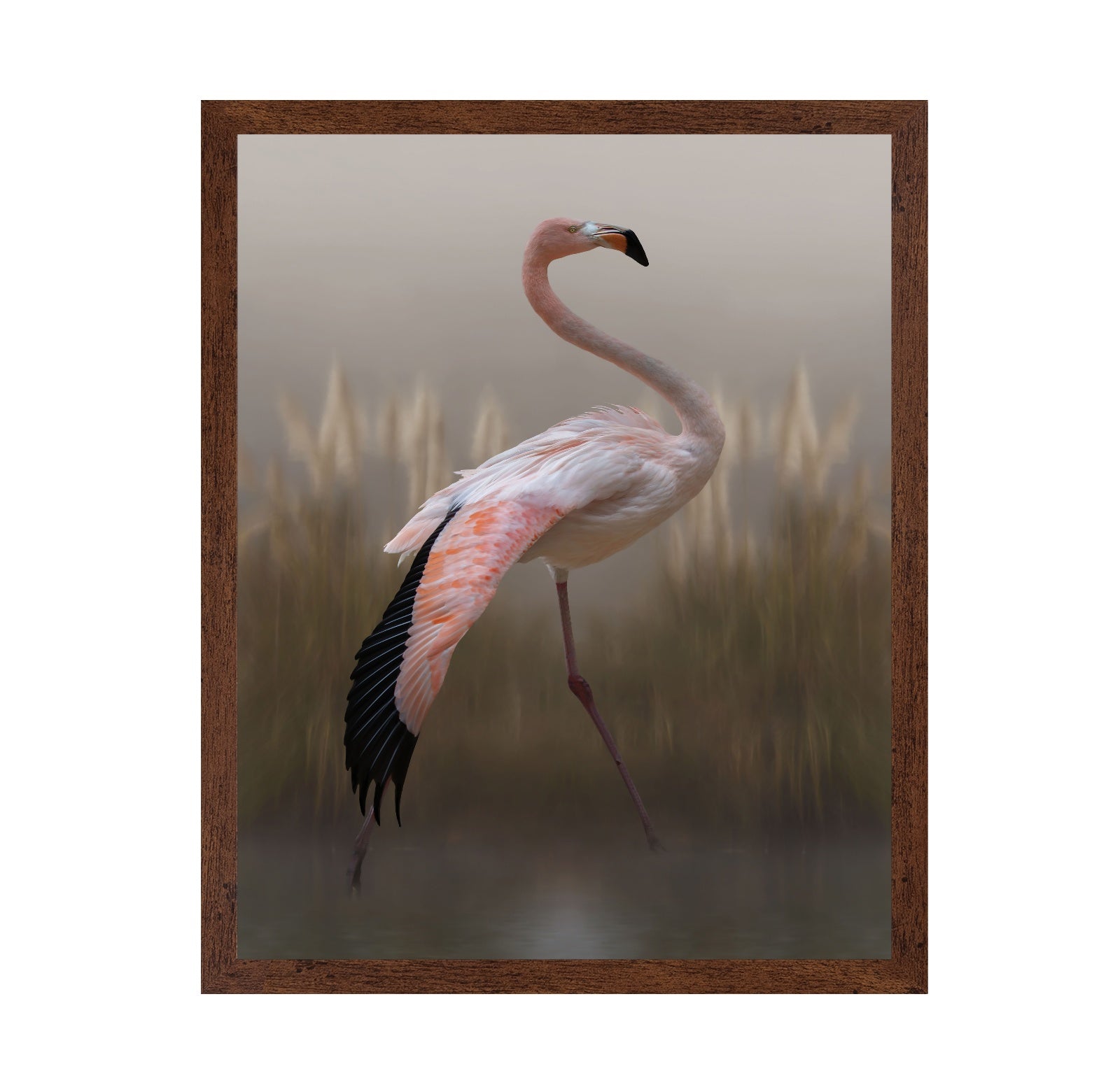 Flamingo in Soft Light