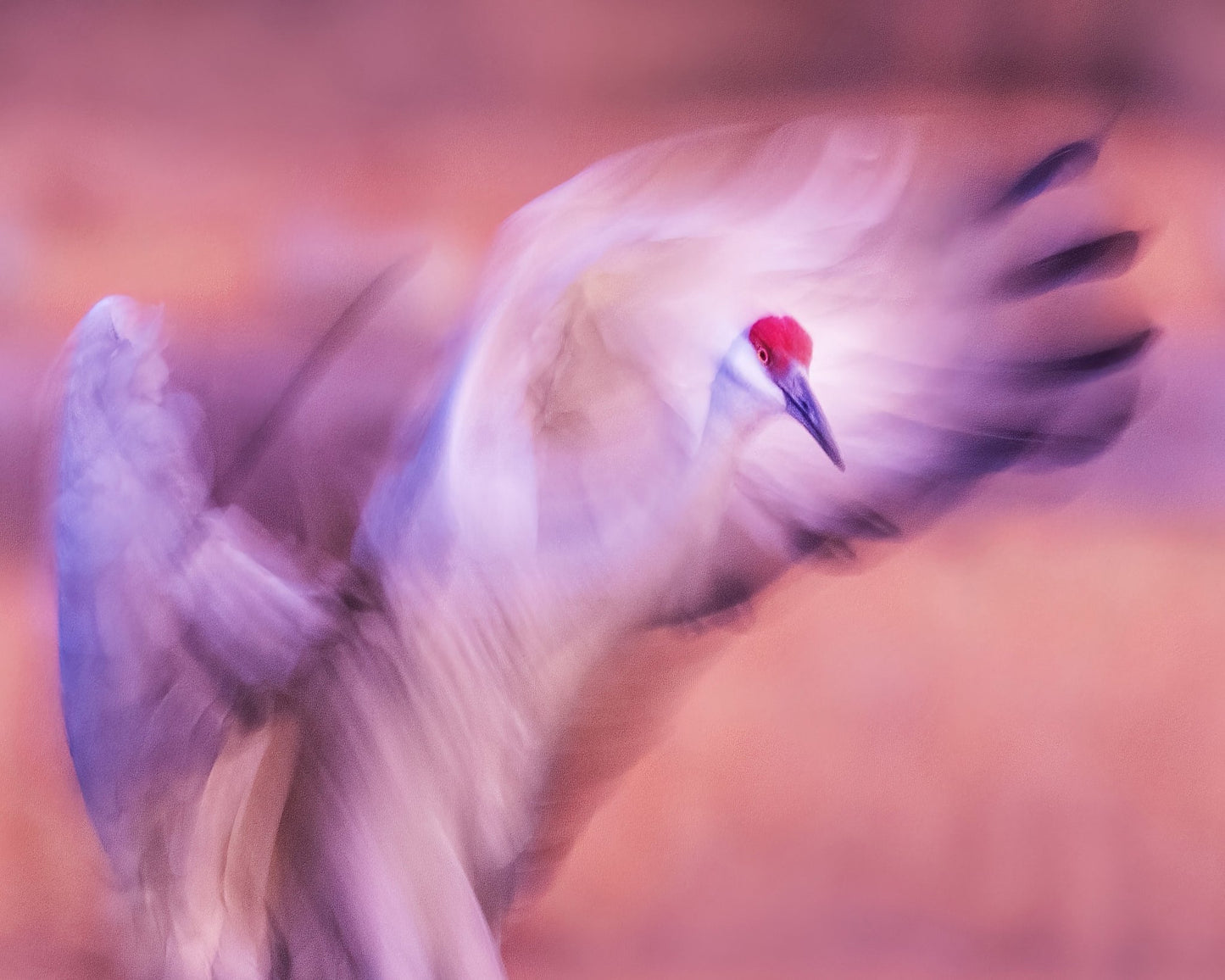 The Dance