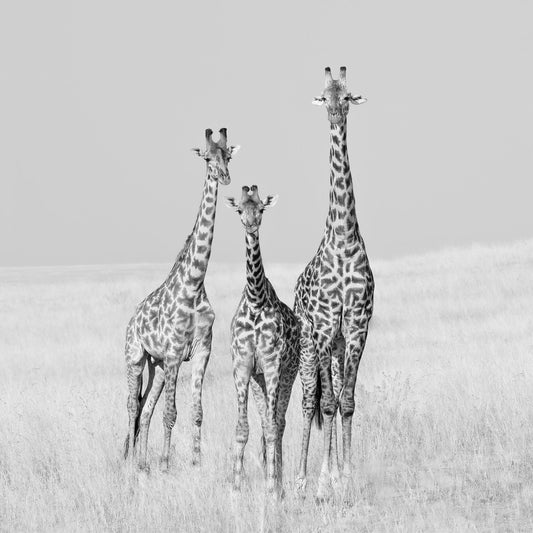 Giraffe Family