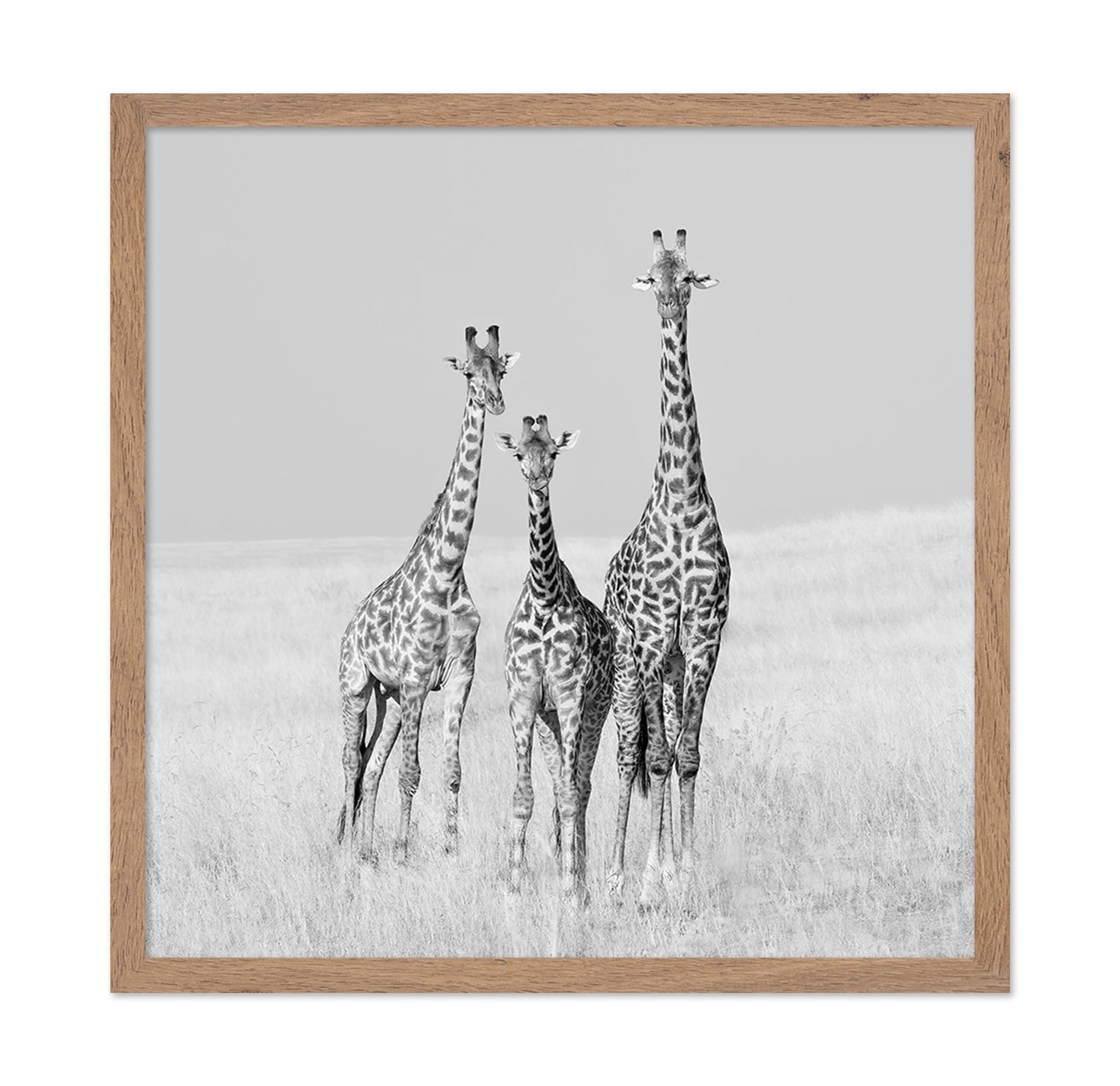 Giraffe Family