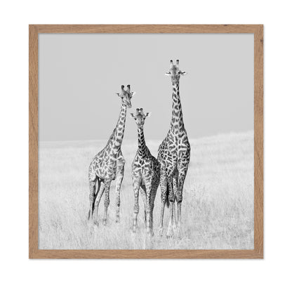 Giraffe Family