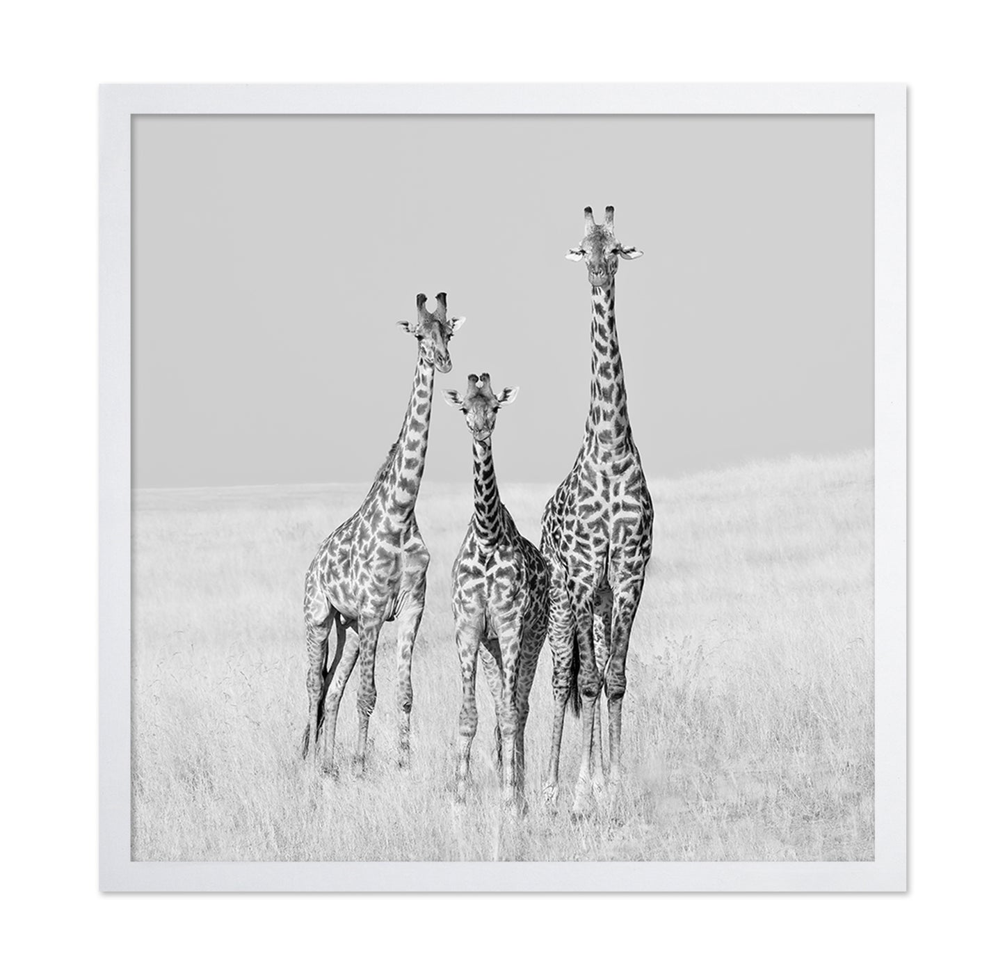Giraffe Family