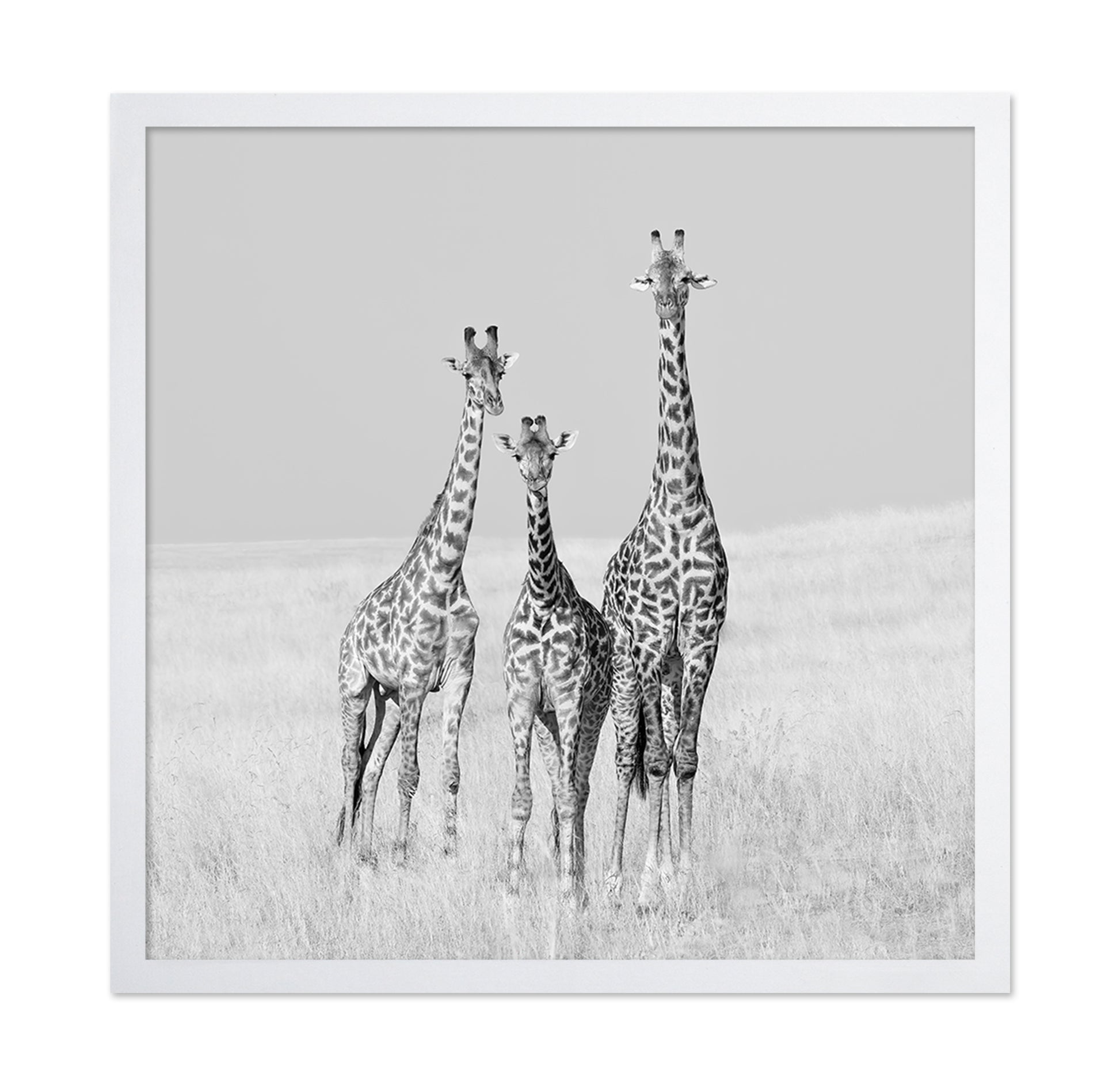 Giraffe Family