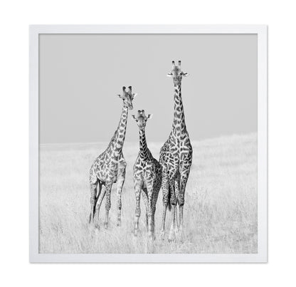 Giraffe Family