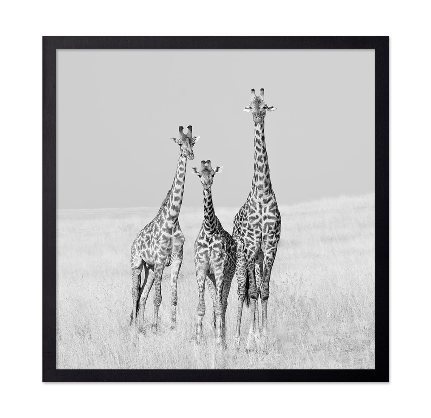 Giraffe Family